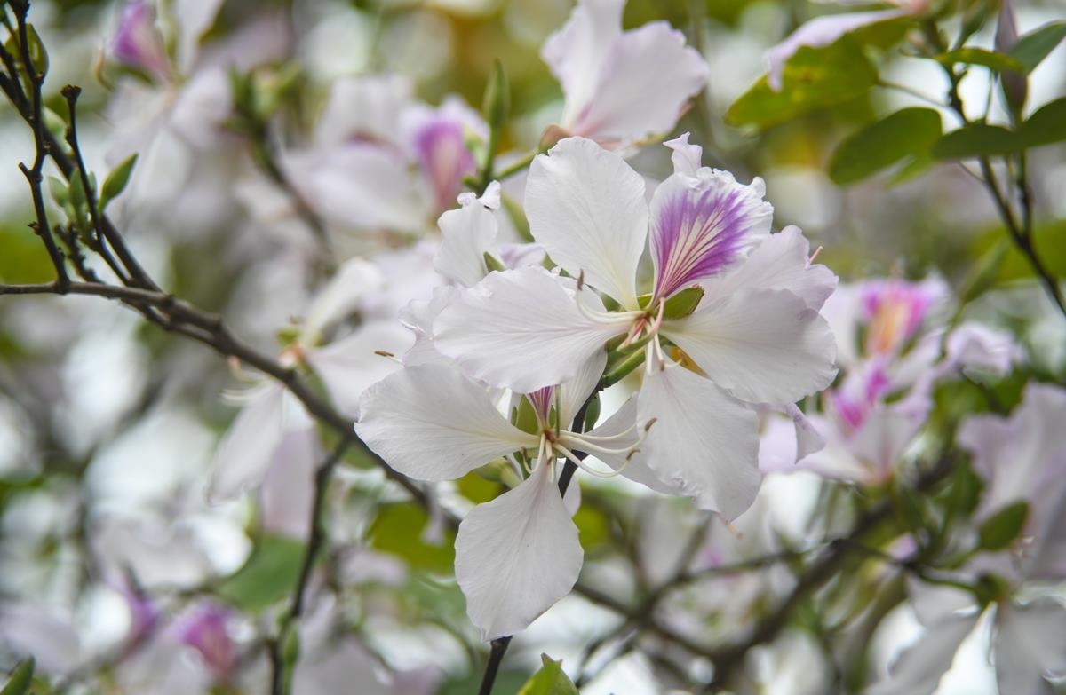 Điện Biên Phủ ảnh 3 Dien Bien Phu anh 3