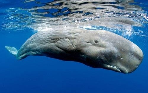 Vi sao chat beo ca nha tang non ra dat hon vang rong? hinh anh