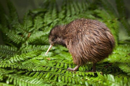 Châu Đại Dương ảnh 5 Chau Dai Duong anh 5