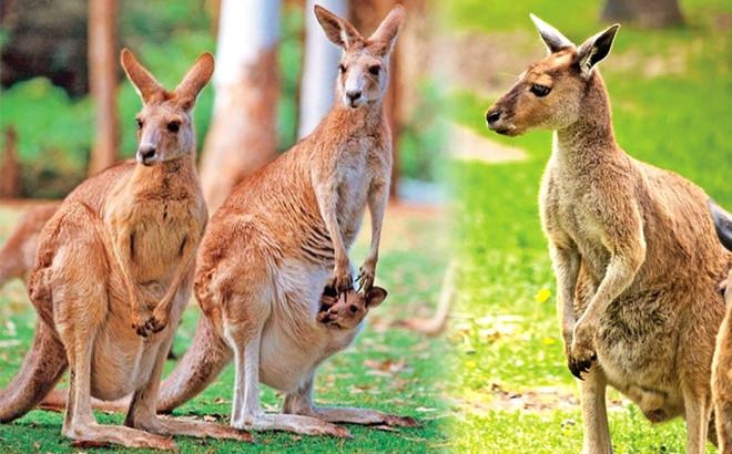 Châu Đại Dương ảnh 6 Chau Dai Duong anh 6