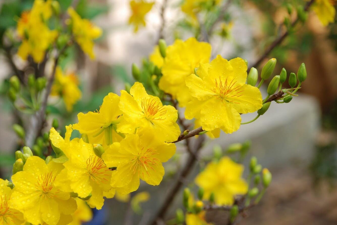 Tai sao nguoi mien Nam goi hoa la bong? hinh anh
