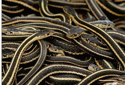 Đảo rắn độc ảnh 6 Dao ran doc anh 6