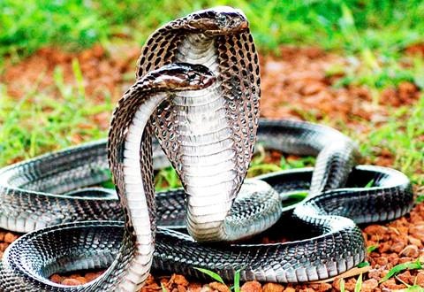 Đảo rắn độc ảnh 8 Dao ran doc anh 8