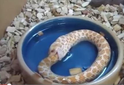 Ran tu an duoi minh den chet hinh anh