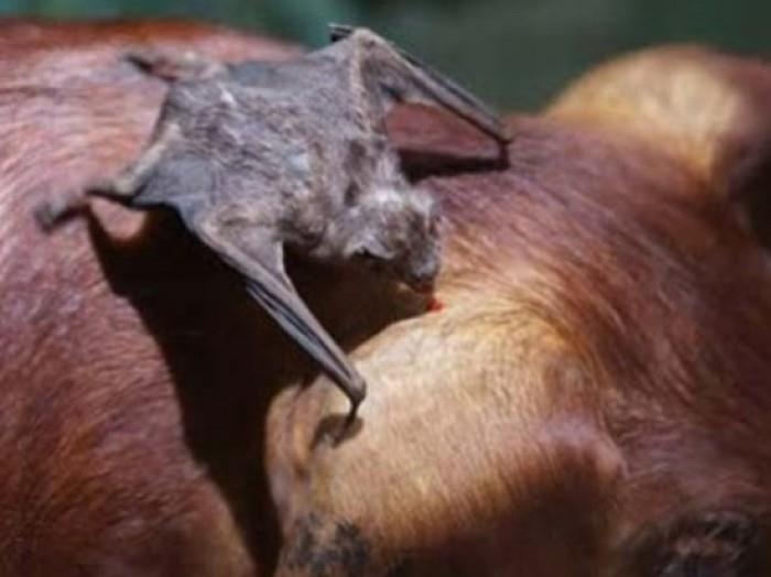 Dơi quỷ ảnh 2 Doi quy anh 2