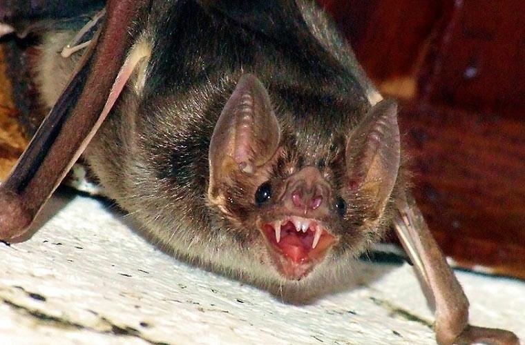 Dơi quỷ ảnh 5 Doi quy anh 5