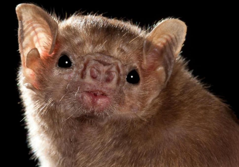 Dơi quỷ ảnh 3 Doi quy anh 3