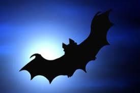 Dơi quỷ ảnh 7 Doi quy anh 7