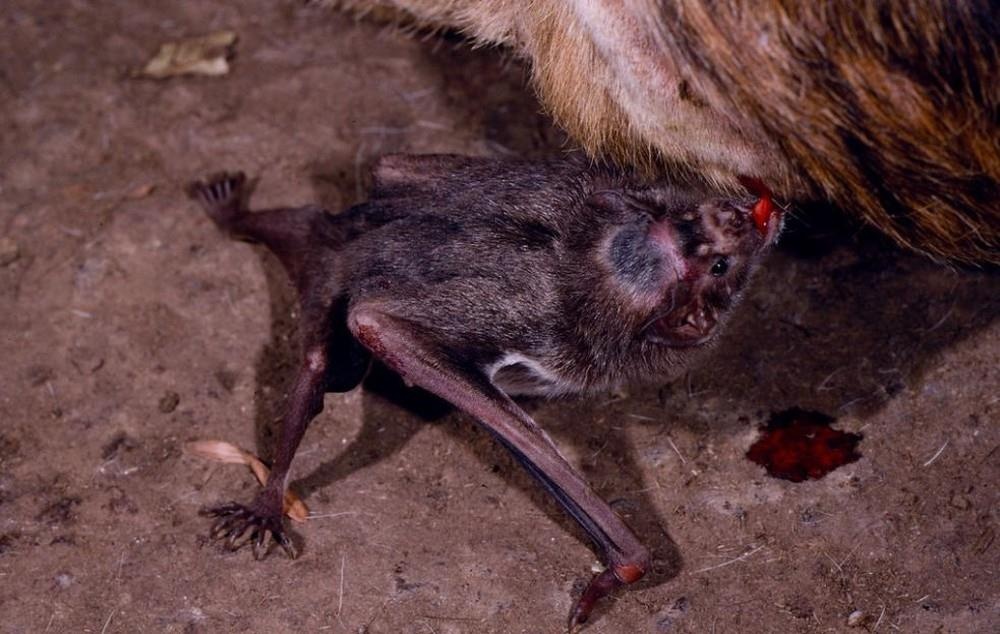 Dơi quỷ ảnh 8 Doi quy anh 8