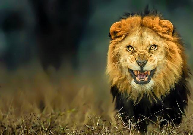 Sư hổ và hổ sư ảnh 4 Su ho va ho su anh 4