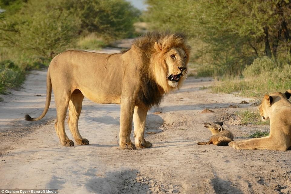 Sư hổ và hổ sư ảnh 7 Su ho va ho su anh 7