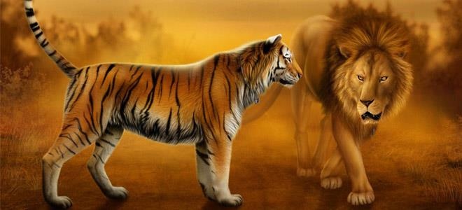 Sư hổ và hổ sư ảnh 8 Su ho va ho su anh 8