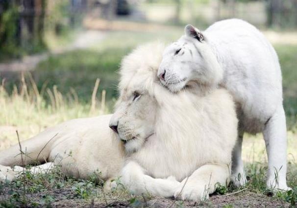 Con lai giua su tu va ho goi la gi? hinh anh