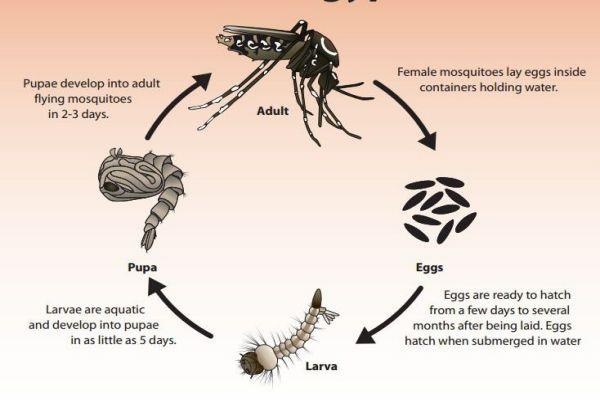 Muoi truyen benh sot ret anh 5