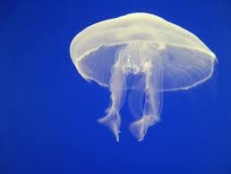 Sứa độc ảnh 3 Sua doc anh 3