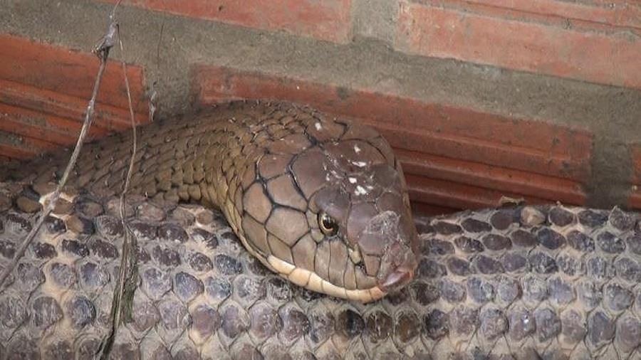 Nui Cam, noi phat hien cap ran ho may nang 60 kg, co gi dac biet? hinh anh