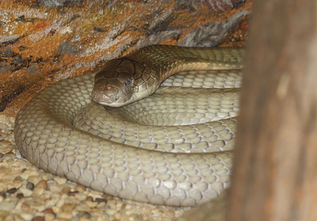 Hổ mang chúa ảnh 5 Ho mang chua anh 5