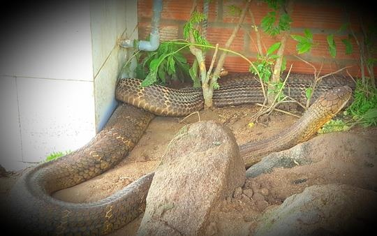 Hổ mang chúa ảnh 3 Ho mang chua anh 3