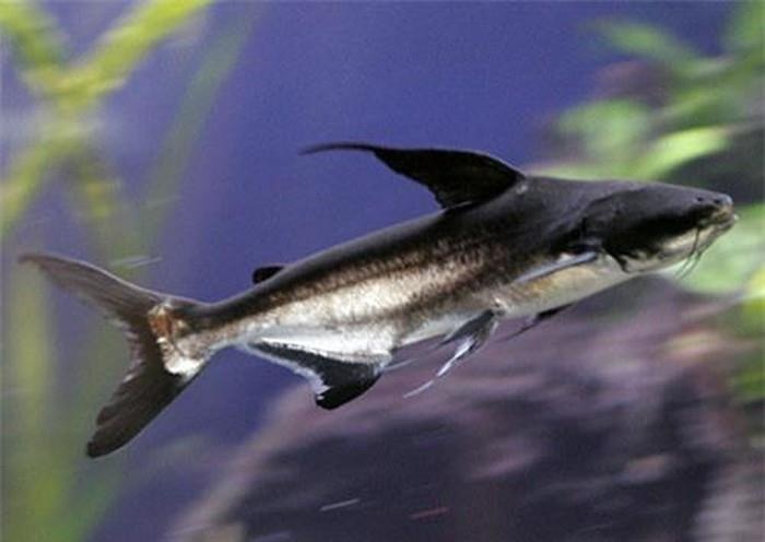 Sông Cổ Chiên ảnh 5 Song Co Chien anh 5