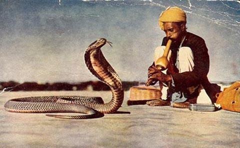 Hổ mang chúa ảnh 8 Ho mang chua anh 8