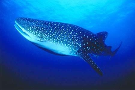 Cá nhám voi ảnh 3 Ca nham voi anh 3