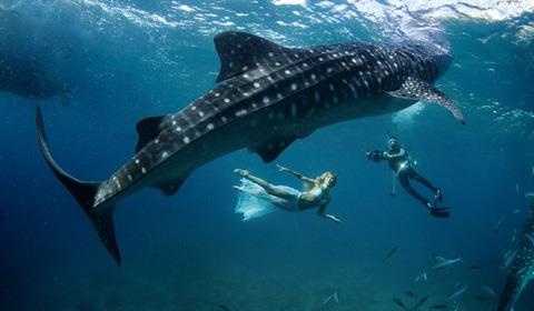 Cá nhám voi ảnh 7 Ca nham voi anh 7