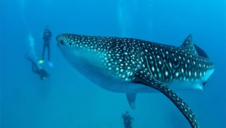 Cá nhám voi ảnh 8 Ca nham voi anh 8