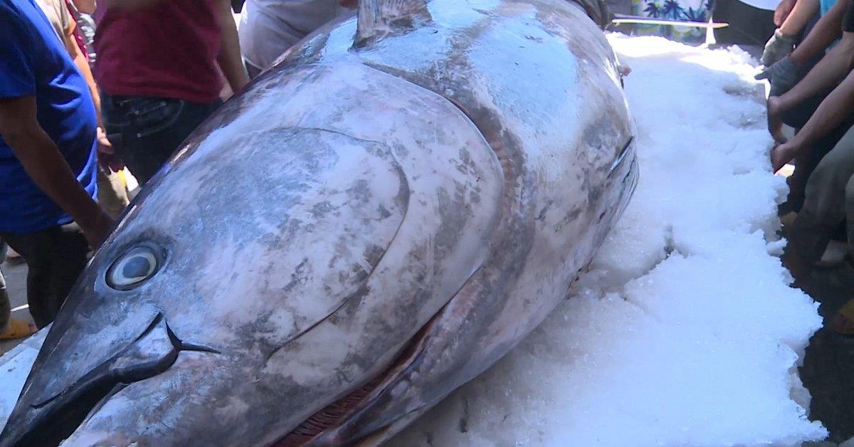 Ca ngu vay xanh 367 kg ngu dan Phu Yen bat duoc lon nhat the gioi? hinh anh