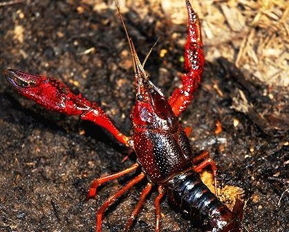 Tôm hùm đất ảnh 4 Tom hum dat anh 4