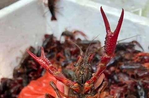 Tôm hùm đất ảnh 7 Tom hum dat anh 7