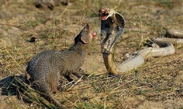 Cầy ăn thịt rắn ảnh 1 Cay an thit ran anh 1