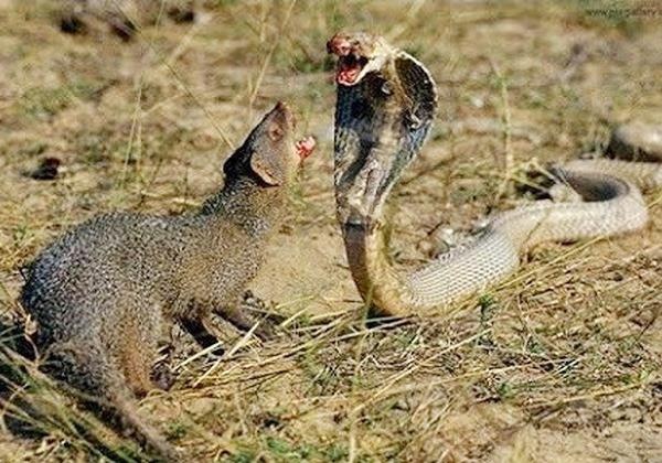 Loai dong vat nho be rat thich an thit ran ho mang kich doc hinh anh