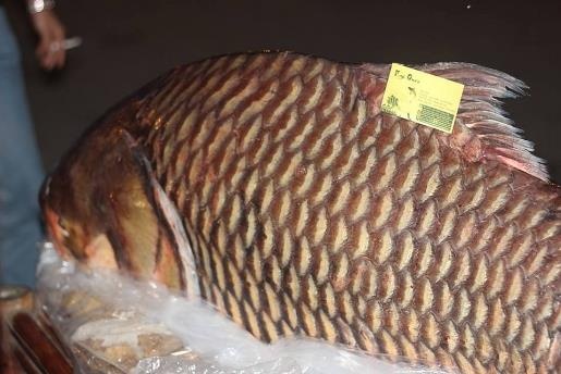 Cá hô khổng lồ ảnh 3 Ca ho khong lo anh 3