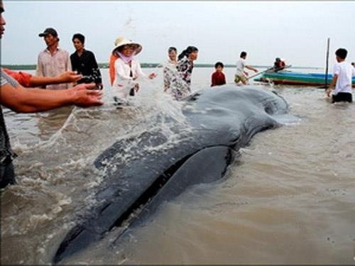 Cá voi ảnh 4 Ca voi anh 4