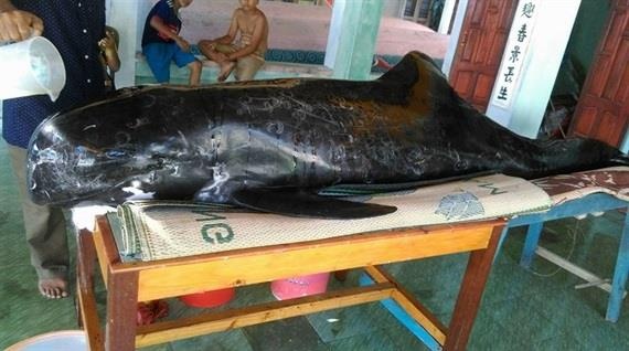 Cá voi ảnh 6 Ca voi anh 6
