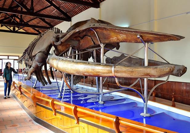 Loai ca duoc ngu dan de tang 3 nam, tam bang ruou truoc khi chon hinh anh