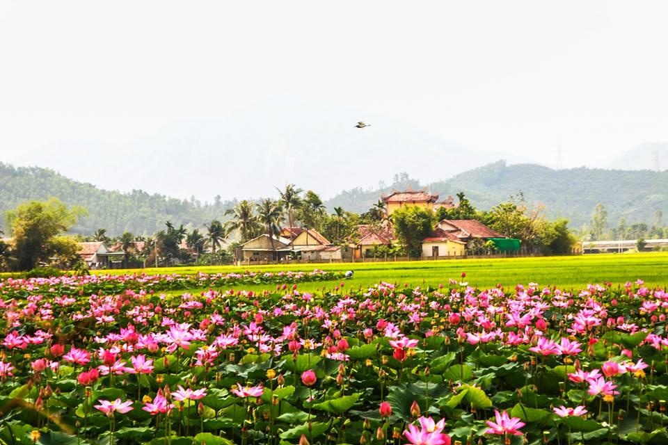 Bác Ba Phi ảnh 4 Bac Ba Phi anh 4