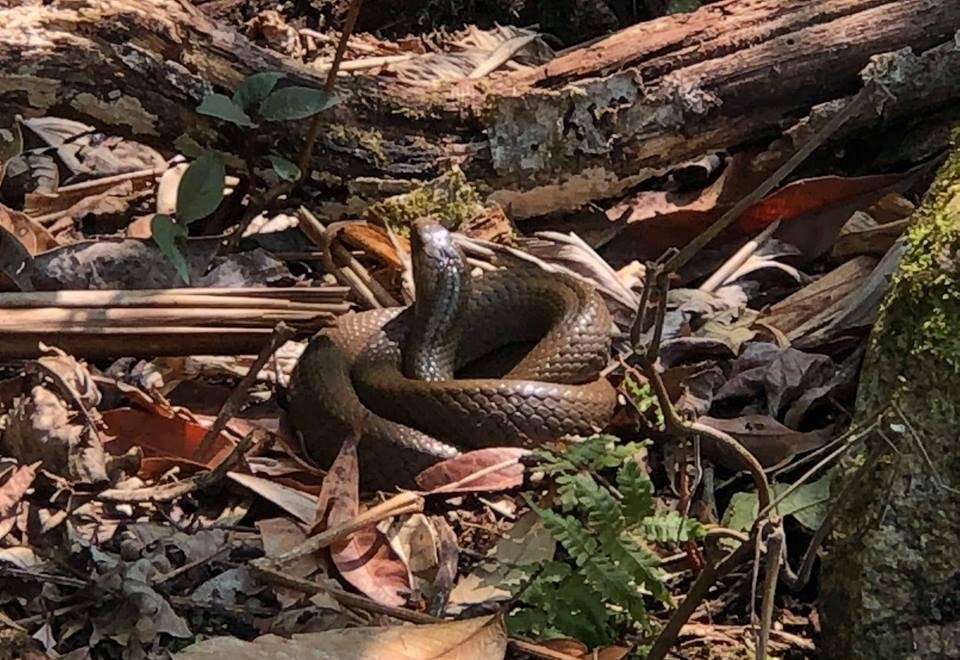 Hoang Lien Son anh 8