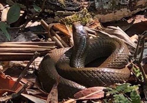 Nhung con ran tren day Hoang Lien Son hinh anh