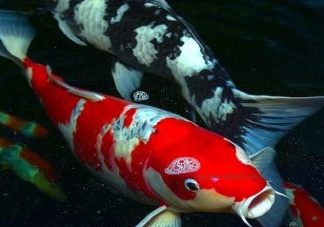 Loai ca song hon 200 nam, gia ban 1,8 trieu USD hinh anh