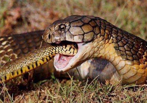 Vuon quoc gia co nhieu ran ho may nang hang chuc kg hinh anh