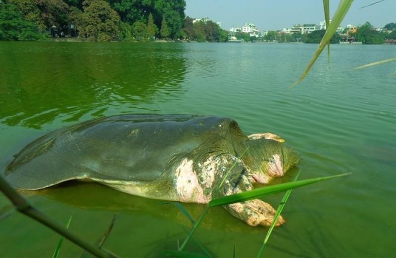 Rùa khổng lồ ảnh 7 Rua khong lo anh 7