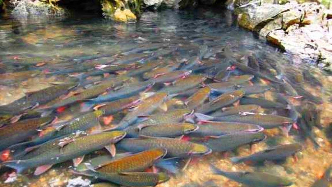 Tỉnh Thanh Hóa ảnh 1 Tinh Thanh Hoa anh 1