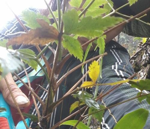 Loài cây kháng bệnh ung thư  ảnh 1 Loai cay khang benh ung thu anh 1