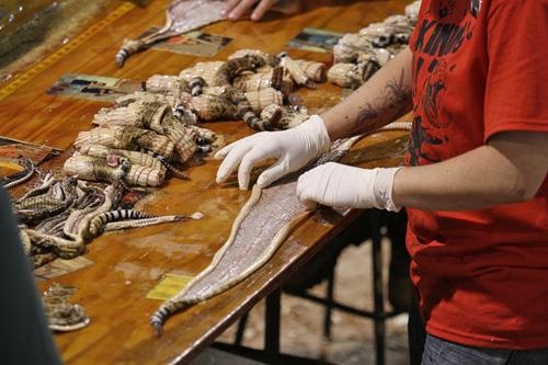 Lễ hội bắt rắn ảnh 4 Le hoi bat ran anh 4