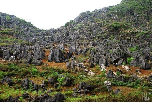 Loài cây kháng bệnh ung thư  ảnh 4 Loai cay khang benh ung thu anh 4