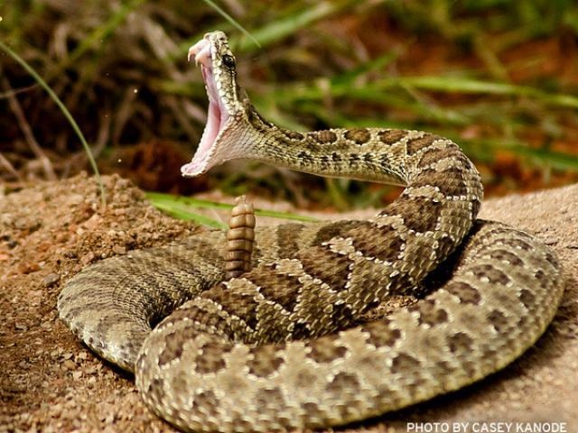 Lễ hội bắt rắn ảnh 6 Le hoi bat ran anh 6