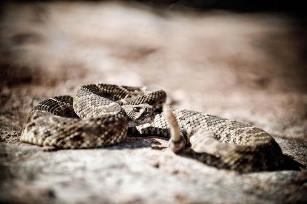 Lễ hội bắt rắn ảnh 7 Le hoi bat ran anh 7