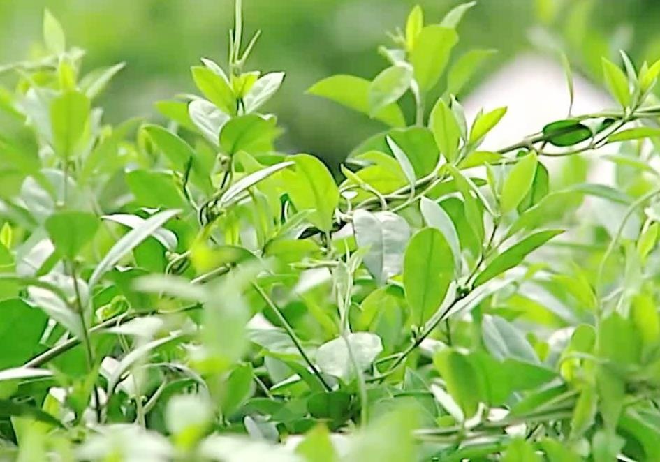 Loài cây kháng bệnh ung thư  ảnh 3 Loai cay khang benh ung thu anh 3