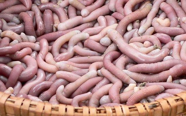 Van Don Quang Ninh anh 1